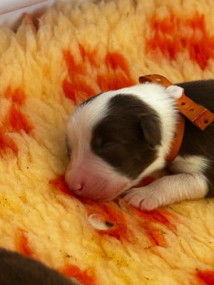 Les chiots de Berger Australien