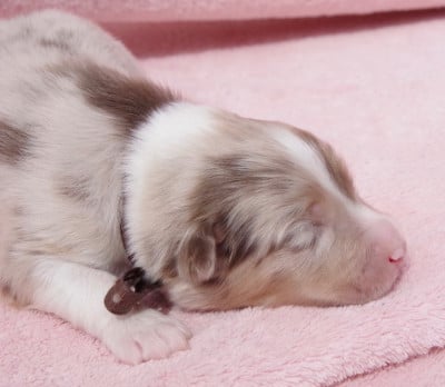 Les chiots de Berger Australien