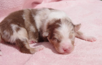 Les chiots de Berger Australien