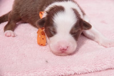 Les chiots de Berger Australien