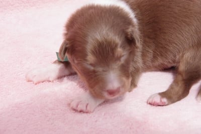 Les chiots de Berger Australien