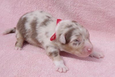 Les chiots de Berger Australien