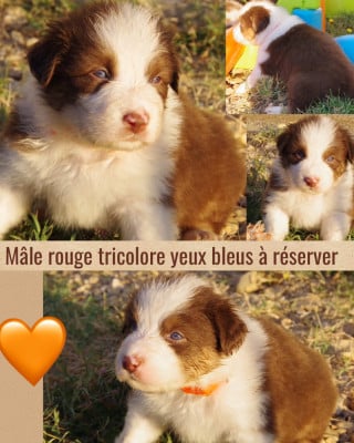 Les chiots de Berger Australien