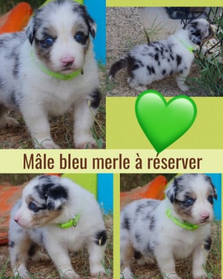 Les chiots de Berger Australien