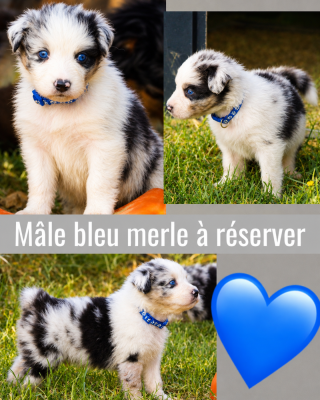 Les chiots de Berger Australien