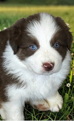 Les chiots de Berger Australien