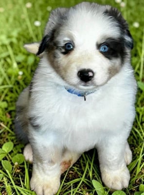 Les chiots de Berger Australien