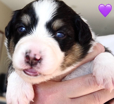 Les chiots de Berger Australien