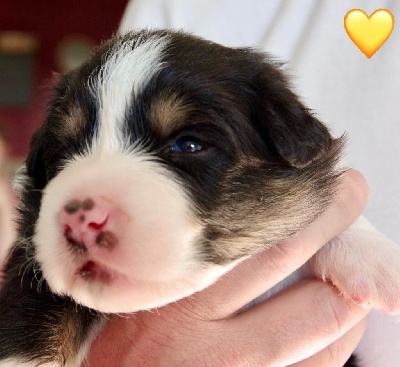 Les chiots de Berger Australien