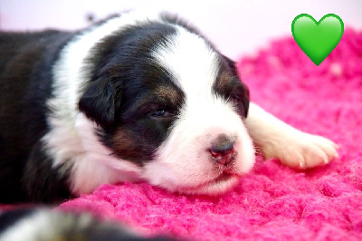 Les chiots de Berger Australien