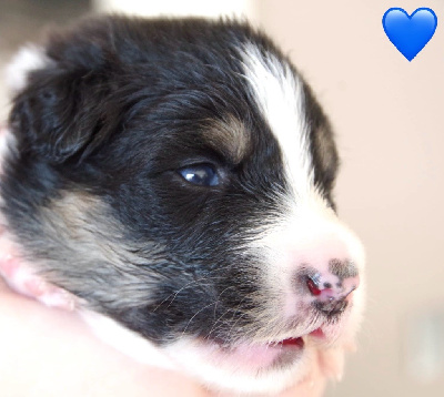 Les chiots de Berger Australien