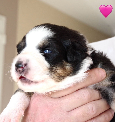 Les chiots de Berger Australien