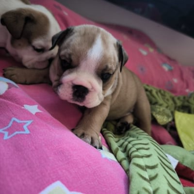 Les chiots de Bulldog Anglais