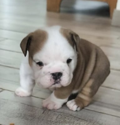 Les chiots de Bulldog Anglais