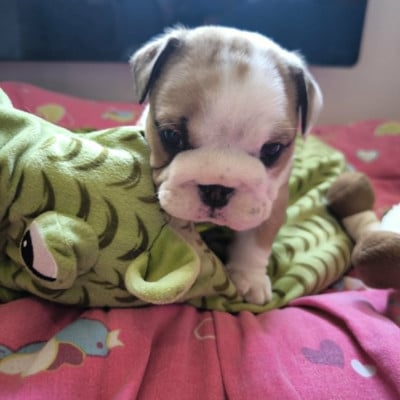 Les chiots de Bulldog Anglais