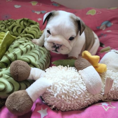 Les chiots de Bulldog Anglais
