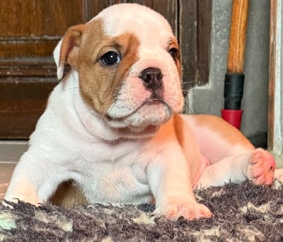 Les chiots de Bulldog Anglais