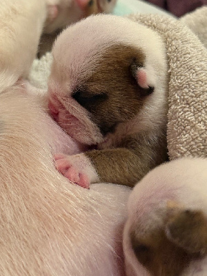 Les chiots de Bulldog Anglais