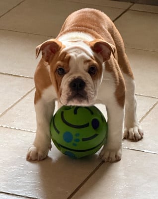 Les chiots de Bulldog Anglais