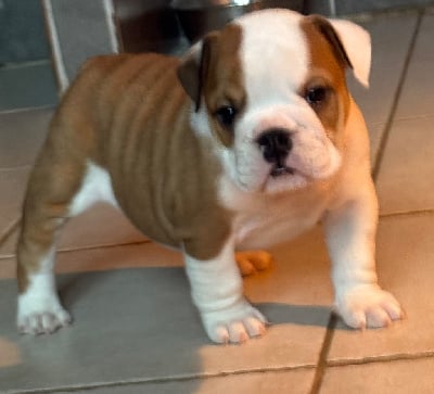 Les chiots de Bulldog Anglais