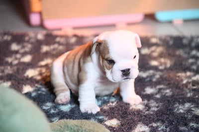 Les chiots de Bulldog Anglais