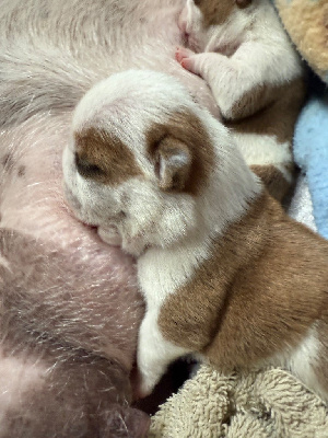 Les chiots de Bulldog Anglais