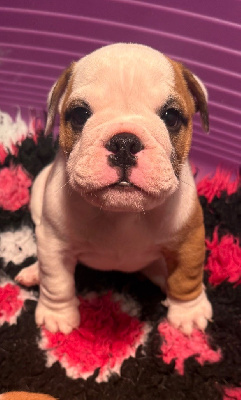 Les chiots de Bulldog Anglais