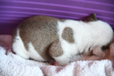 Les chiots de Bulldog Anglais