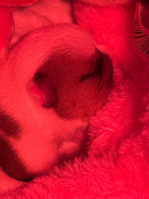 Les chiots de Bulldog Anglais