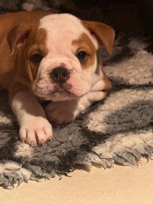 Les chiots de Bulldog Anglais