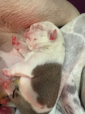 Les chiots de Bulldog Anglais