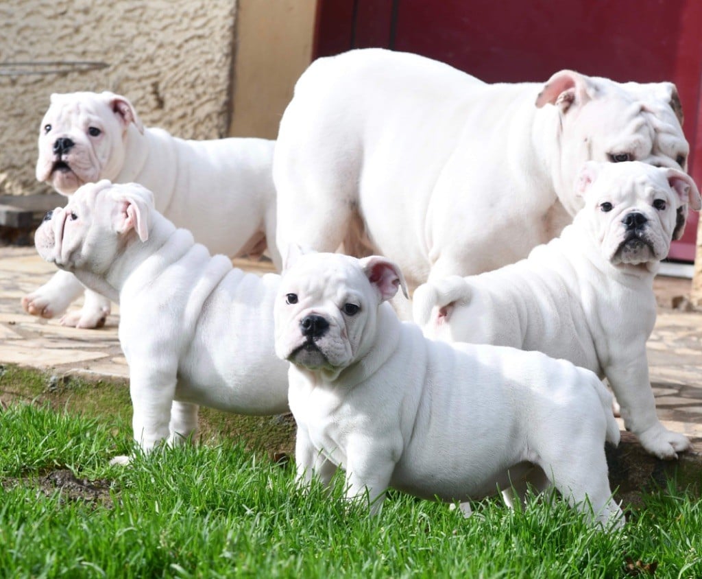 Tous nos chiots à vendre de race Bulldog Anglais en France