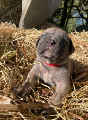 Les chiots de Cane Corso