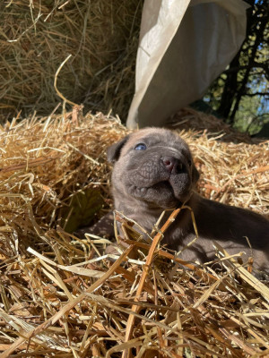 Les chiots de Cane Corso