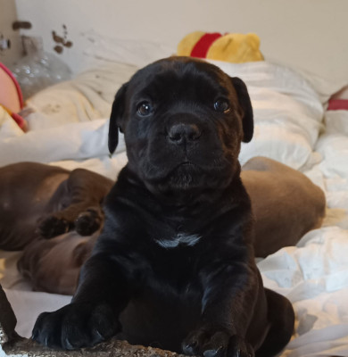 Les chiots de Cane Corso