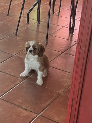 Les chiots de Cavalier King Charles Spaniel