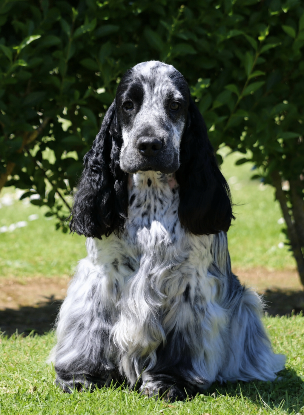 Publication : of Never Say Goodbye Auteur : Lorraine Fortin