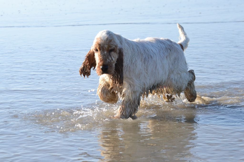 Publication : Of merrily Auteur : Vivian Fortin