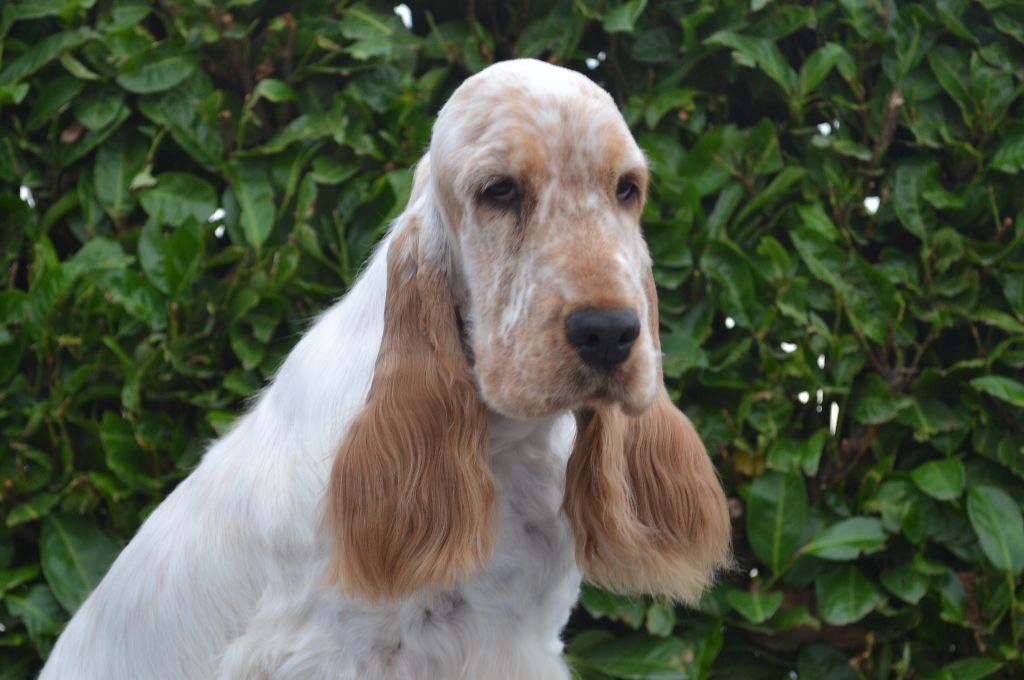 Publication : Of merrily Auteur : Vivian Fortin