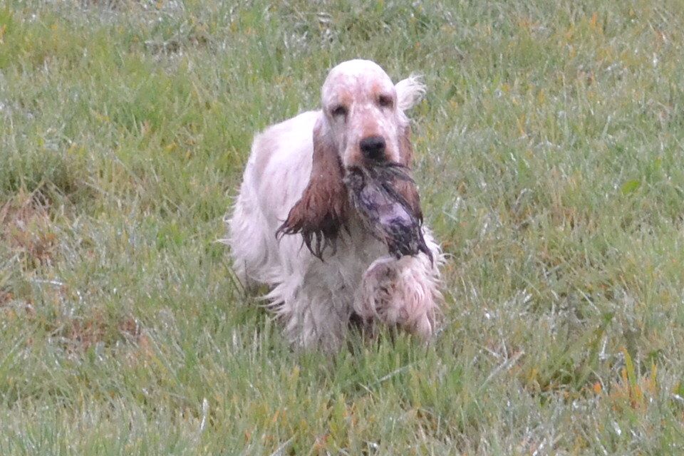 Publication : Of merrily Auteur : Vivian Fortin