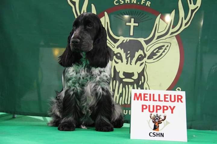 Osiris of Never Say Goodbye - Meilleurpuppy