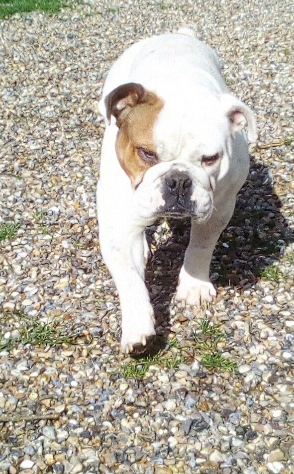 Publication : Des Gardiens Des Vanneaux