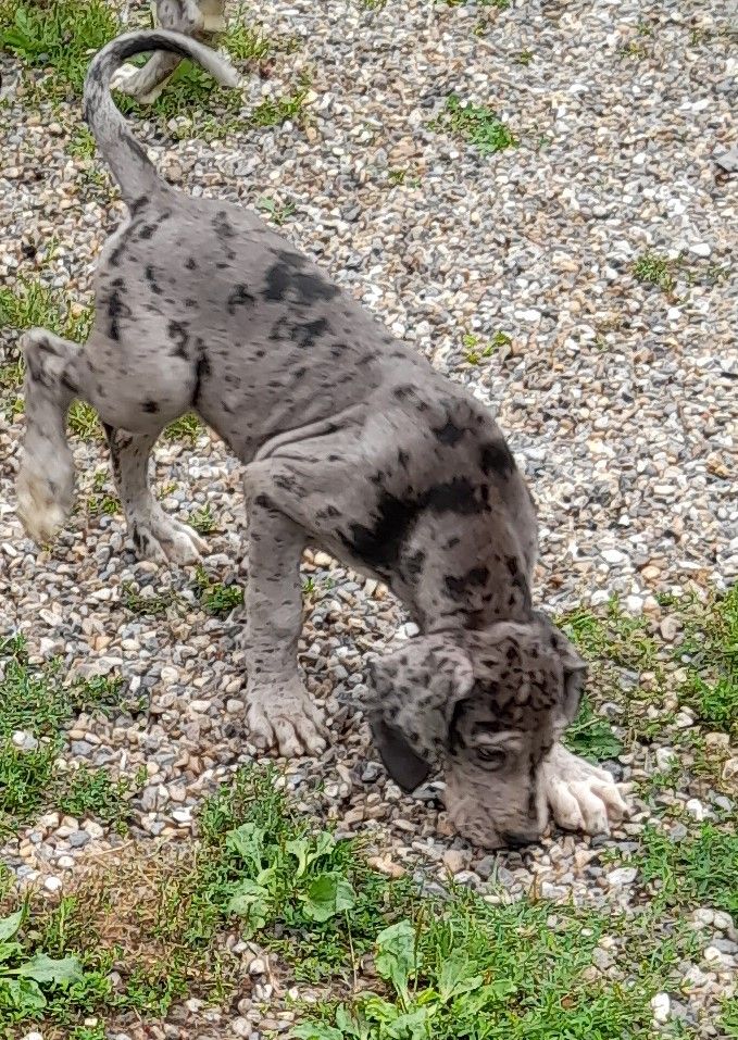 Publication : Des Gardiens Des Vanneaux