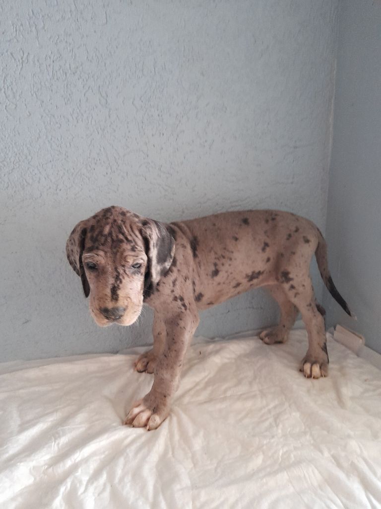 Publication : Des Gardiens Des Vanneaux