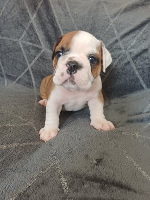 Les chiots de Bulldog Anglais