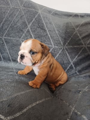 Les chiots de Bulldog Anglais