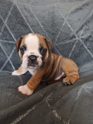 Les chiots de Bulldog Anglais