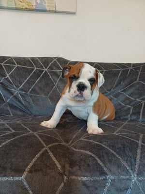 Les chiots de Bulldog Anglais
