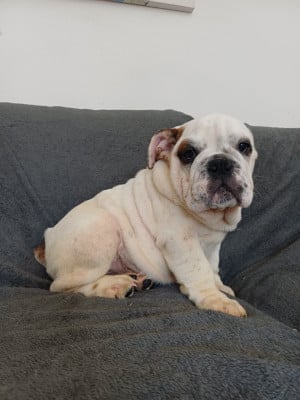 Les chiots de Bulldog Anglais