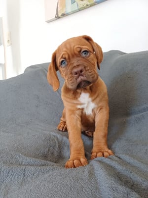Les chiots de Dogue de Bordeaux